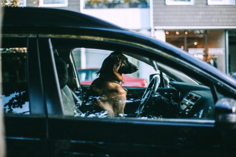 vyberomat cz pes v aute